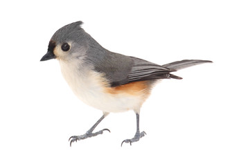 Tufted Titmouse, Baeolophus bicolor, isolated