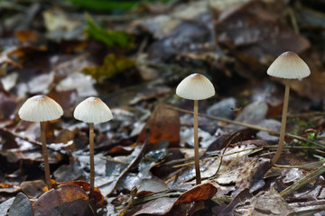 Four Milking Bonnets (Mycena galopus) and a spider