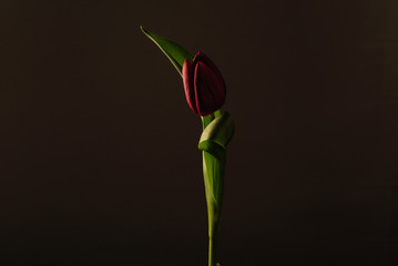 Rote Tulpe