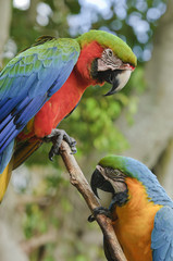 Blue and Yellow Macaw