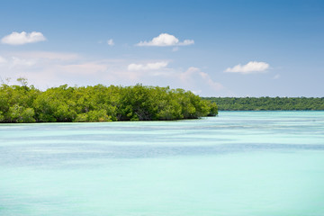 Mangrove green forest in a blue ocean in summer