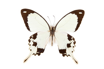 Black and white butterfly Papilio dardanus isolated