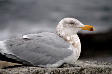 Beautiful Seagull Resting on a Large Rock at the Seashore