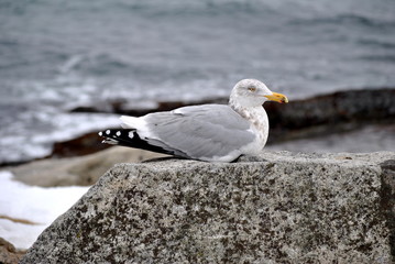 Resting Seagull