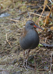 Water rail (Rallus aquaticus)