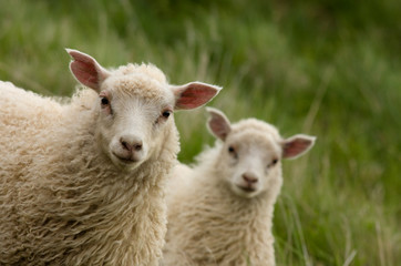 Naklejka na ściany i meble Lambs Looking At Camera