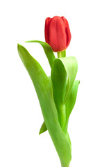 red tulip