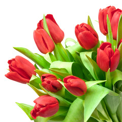 Fototapeta premium tulipany