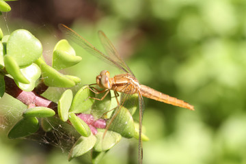 Dragonfly