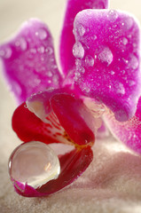 Orchidee auf Sand mit Wassertropfen