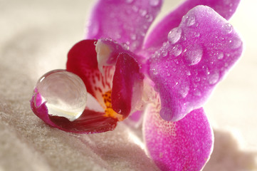 Orchidee auf Sand mit Wassertropfen