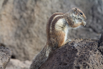 Ground Squirrel