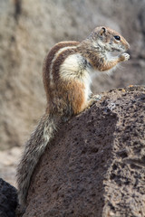 Ground Squirrel