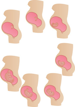 Vector illustration stages of development of a germ