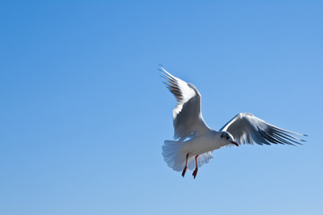 Seagull in flight