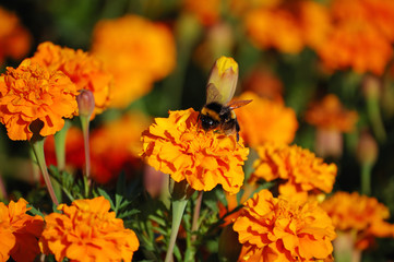 Orange marigolds with a bumblebee collecting pollen close-up
