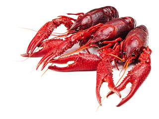 crawfishes
