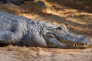 Crocodile