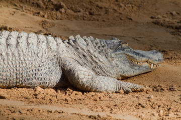 Crocodile
