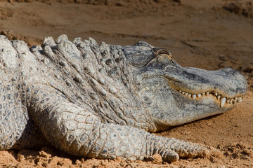 Crocodile