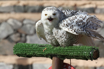 Snowy Owl