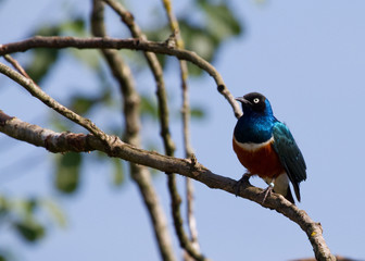 Superb Starling