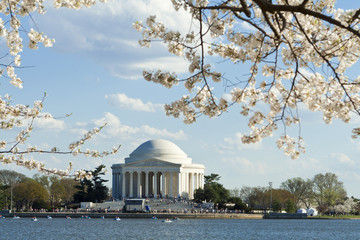 Jefferson Memorial Cherry Blossoms Tidal Basin USA