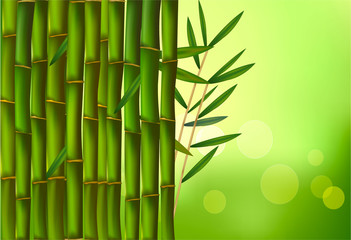 Bamboo background. Vector