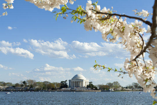 Jefferson Memorial Cherry Blossoms Tidal Basin USA