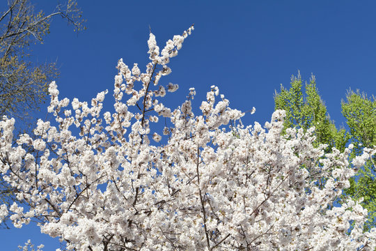 White Japanese Cherry Blossoms Blue Sky Washington