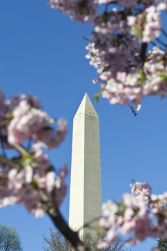 Washington Monument Japanese Cherry Blossoms DC USA