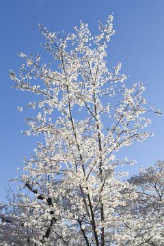 Japanese Cherry Tree Bloom Spring Washington DC