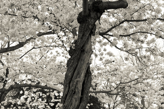 Black White Wizened Twisted Cherry Tree Blossoms