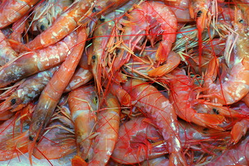gamberi