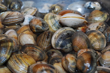 VONGOLE