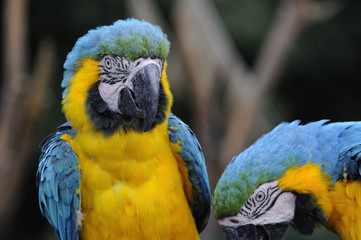 ルリコンゴウインコ