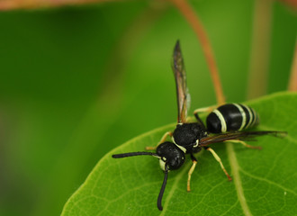 Mini wasp on a leaf