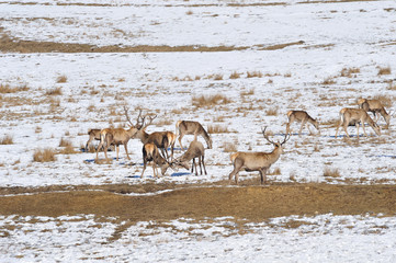 deer