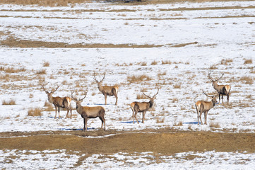 Fototapeta na wymiar deer in winter
