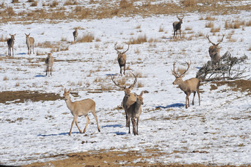 deer and hind in winter