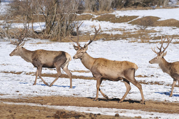 red deer