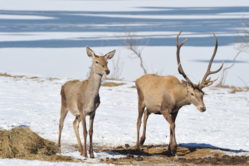 deer