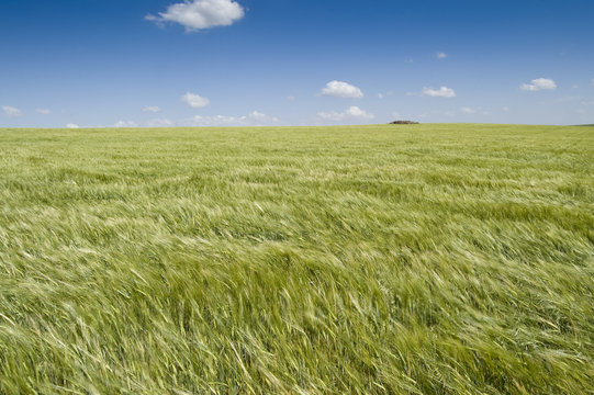 Campo de cebada