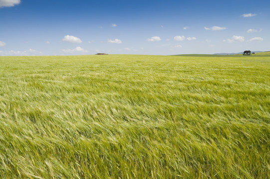 Campo de cebada