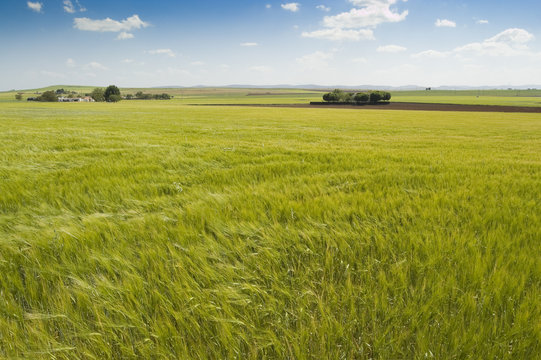 Campo de cebada