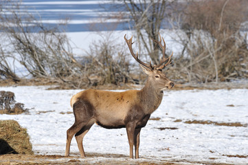 deer with big horns