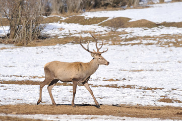 deer in winter