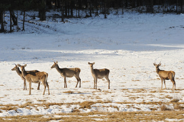 hind