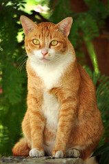 Thai Cat on the Wall