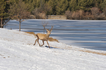 deer in winter